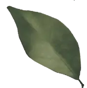 敷島ハウジング 敷島ステラ MIRAGE GARDEN 葉っぱ